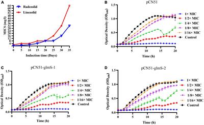 Antibacterial and anti-biofilm activity of radezolid against Staphylococcus aureus clinical isolates from China